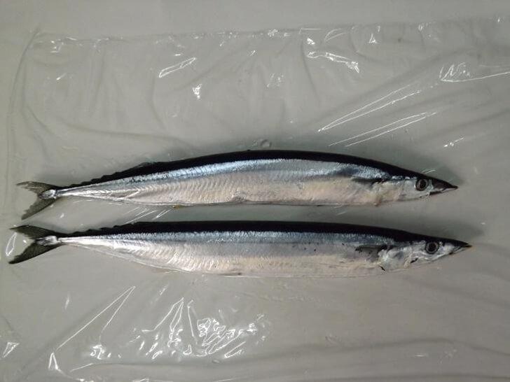 秋刀魚,海水魚英文