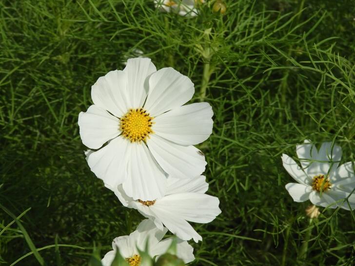 花,開花 花朵 雄蕊 雌蕊 花瓣英文