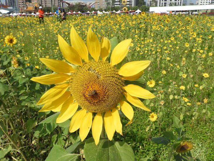 向日葵,蜜蜂,花,開花 花朵英文