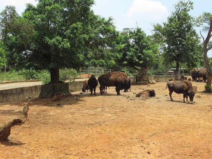 美洲野牛,動物園,英文