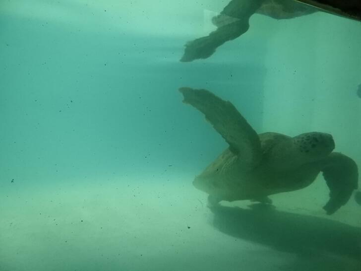 海龜,海洋,海水,海洋生物 綠蠵龜 保育類動物英文
