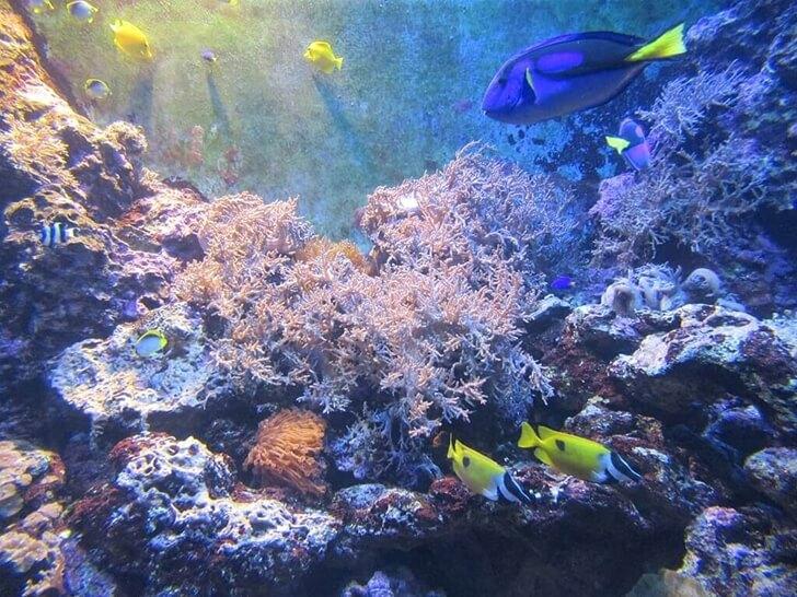 珊瑚礁,熱帶魚,海洋生物,觀賞魚,魚缸,海水魚 彩色珊瑚礁英文