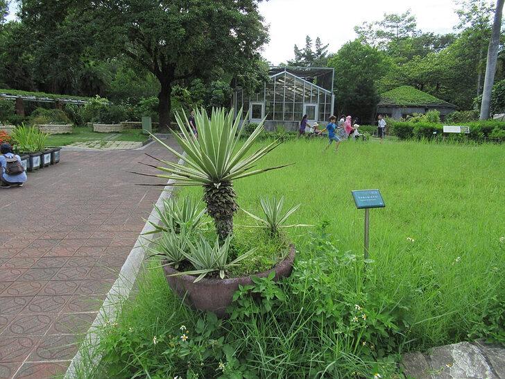 植物園,翠綠龍舌蘭英文