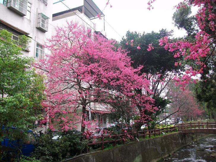 櫻花樹,開花英文