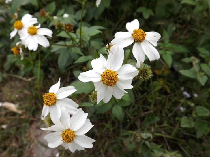 鬼針草、咸豐草、大花咸豐草英文