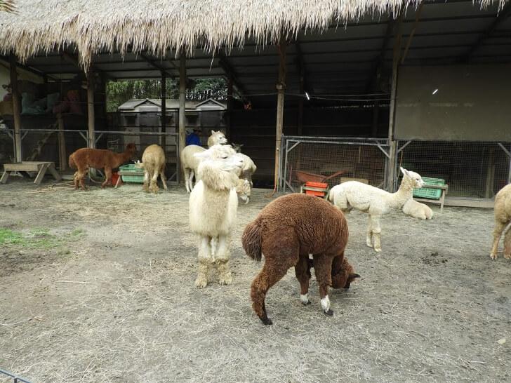 羊駝 動物園 草泥馬英文