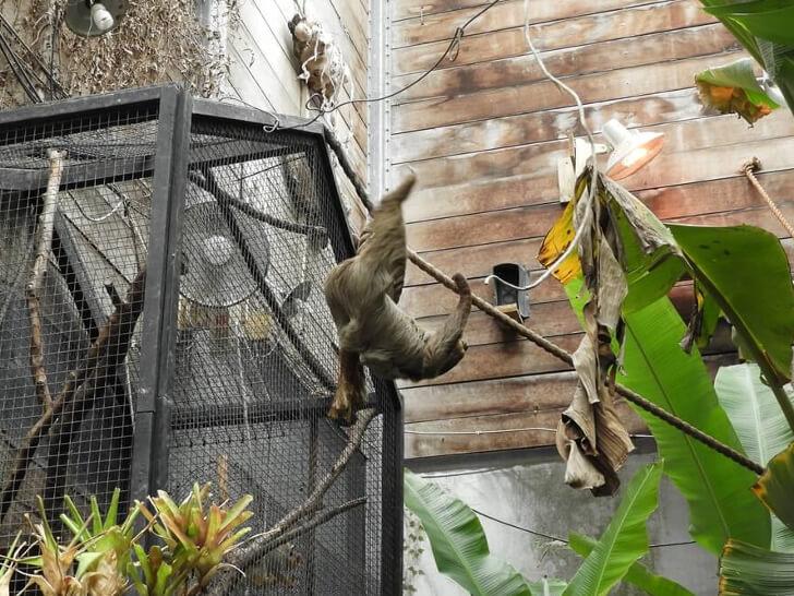 樹懶 動物園 樹獺英文