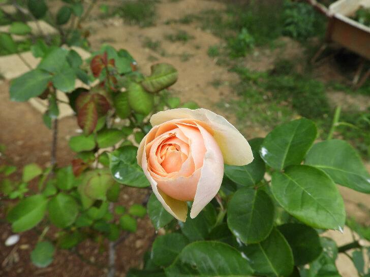 玫瑰花,開花,盛開,花朵,鮮花,含苞待放,花苞英文