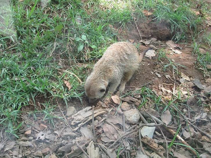 狐獴 動物園 野生動物英文