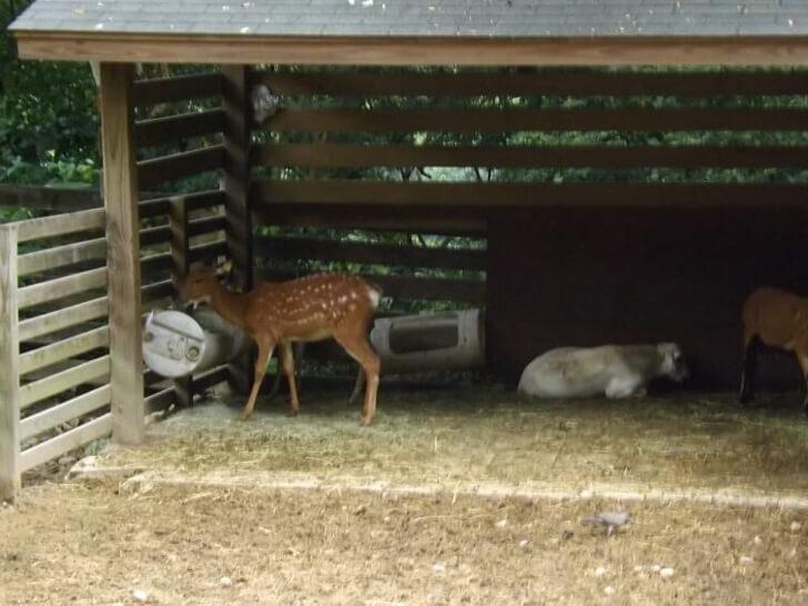 梅花鹿 動物園英文