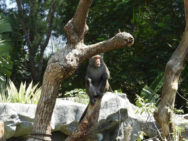 Formosan rock macaque 台灣獼猴 臺灣獼猴 猴子 動物園 靈長目 靈長類動物,動物學英文