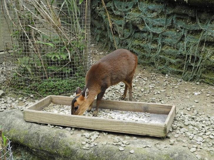 山羌 動物園 草食性動物 覓食 飼養,動物學英文