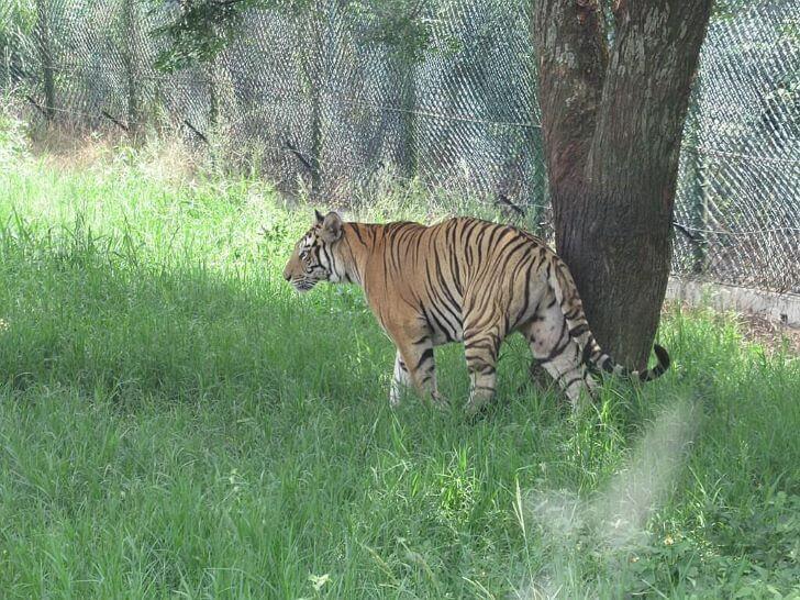 孟加拉虎,老虎,動物園,野生動物,肉食性動物,猛獸,野獸,動物學英文