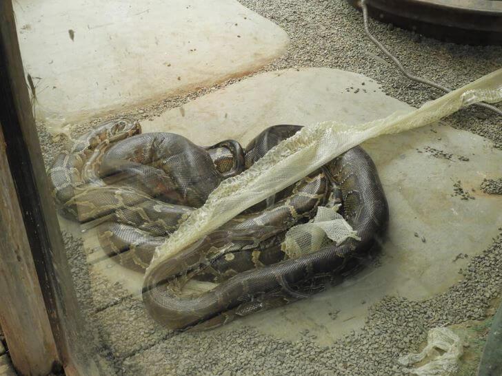蟒蛇,緬甸蟒英文