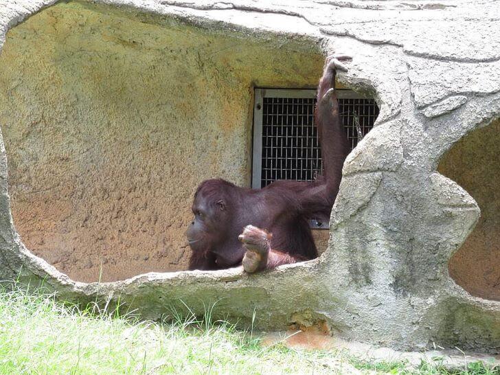 紅毛猩猩,靈長類動物,靈長動物,動物園,動物學英文