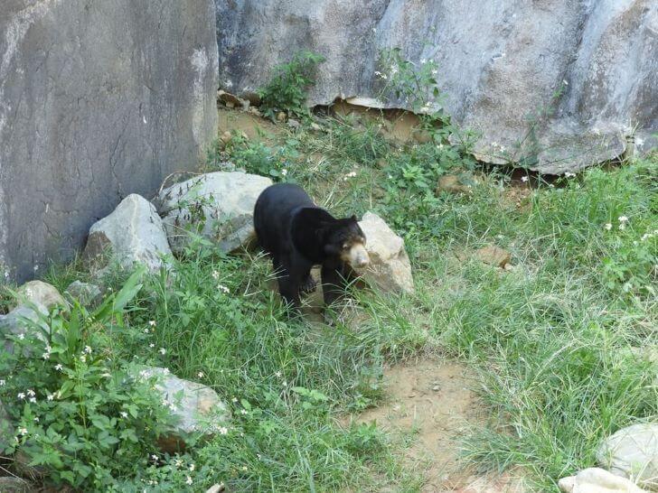 馬來熊,動物園 野生動物,動物學英文