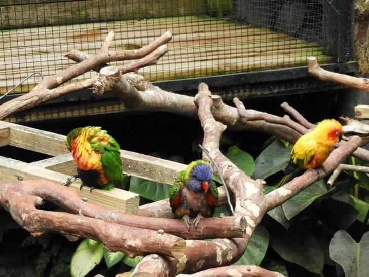 彩虹鸚鵡 動物園 鳥類,動物學英文