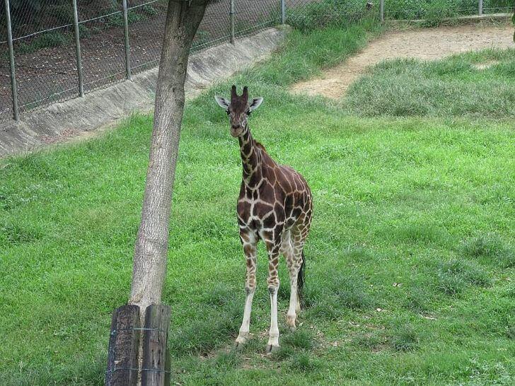 長頸鹿 動物園 非洲草原 哺乳動物 哺乳類動物 野生動物,動物學英文