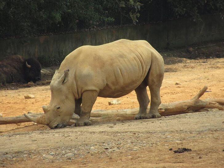 犀牛 白犀牛 動物園 野生動物,動物學英文