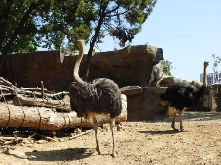 鴕鳥 動物園 野生動物 鳥類,動物學英文