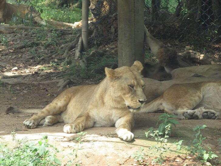 獅子,母獅子,非洲,野生動物,動物學英文