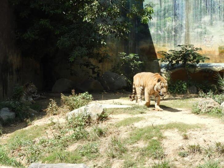 老虎 野生動物園,動物學英文