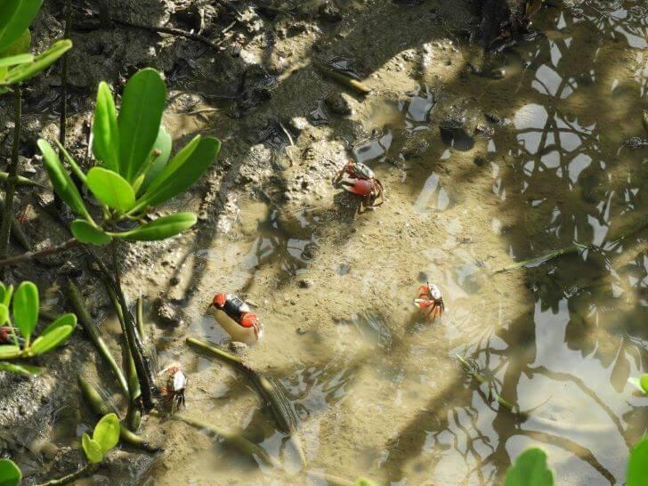 濕地生態,螃蟹,招潮蟹 棲息地 紅樹林 自然生態英文