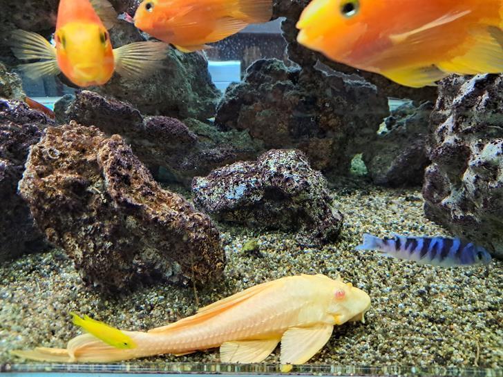 魚缸 水族箱 水族館英文