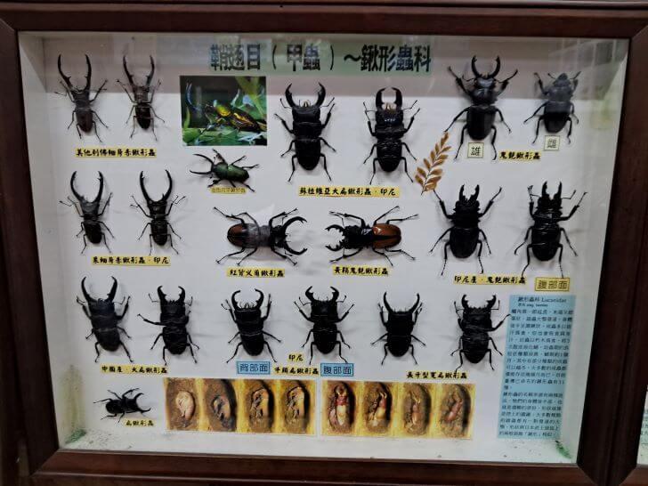 鍬形蟲,甲蟲,昆蟲英文